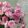 Porte Bonheur Roses丨Flower Gardens
