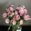 Porte Bonheur Rose for sale丨Flower Gardens