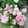 Porte Bonheur Rose Plant丨Flower Gardens