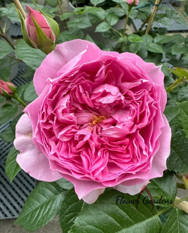 Prima Vista Rose丨Flower Gardens