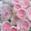 Rongrong Yue Rose plant丨Flower Gardens