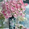Rongrong Yue Rose丨Flower Gardens