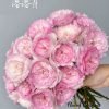 Rongrong Yue Roses丨Flower Gardens