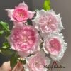 Rongrong Yue Rose丨Flower Gardens