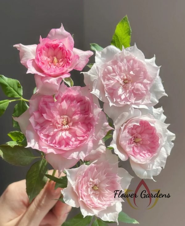 Rongrong Yue Rose丨Flower Gardens