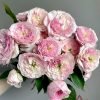 Rosalind Rose plant丨Flower Gardens