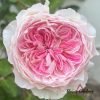 Rosalind Rose for sale丨Flower Gardens