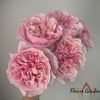 Rosalind Rose丨Flower Gardens