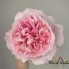 Rosalind Rose丨Flower Gardens