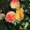 Rosomane Janon Rose2 Rosomane Janon Rose丨Flower Gardens
