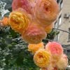 Rosomane Janon Rose3 Rosomane Janon Rose plant丨Flower Gardens