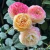 Rosomane Janon Rose5 Rosomane Janon Rose丨Flower Gardens