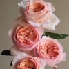Salmanasar Rose for sale 丨Flower Gardens