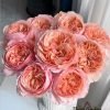 Salmanasar Rose 丨Flower Gardens