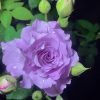 Seiryu Rose丨Flower Gardens