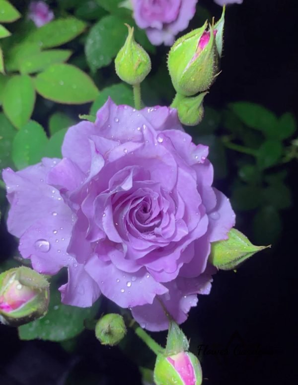 Seiryu Rose丨Flower Gardens