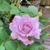 Seiryu Rose for sale丨Flower Gardens