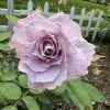 Seiryu Rose丨Flower Gardens