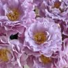 Seiryu Rose plant丨Flower Gardens