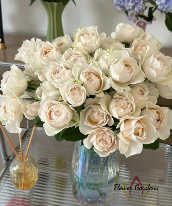 Shades of Beige Rose Plant Cut Roses