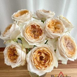 Shades of Beige Rose丨Flower Gardens