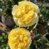 Sicilienne Rose丨Flower Gardens