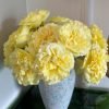 Sicilienne Rose for sale丨Flower Gardens