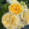 Sicilienne Rose丨Flower Gardens