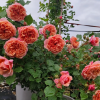Silk Road Rose for sale丨Flower Gardens