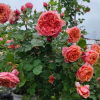 Silk Road Rose丨Flower Gardens