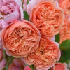 Silk Road Rose丨Flower Gardens