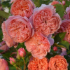 Silk Road Rose plant丨Flower Gardens