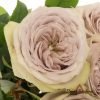 Silvermine Rose for sale丨Flower Gardens