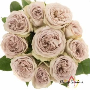 Silvermine Rose丨Flower Gardens