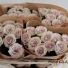 Silvermine Rose plant丨Flower Gardens