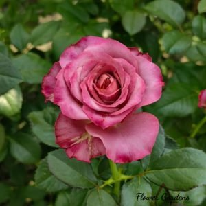 Single Malt Rose丨Flower Gardens