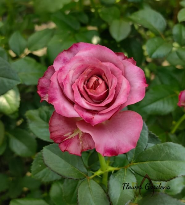 Single Malt Rose丨Flower Gardens