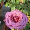 Single Malt Rose plant丨Flower Gardens