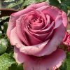 Single Malt Rose for sale丨Flower Gardens