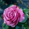 Single Malt Rose丨Flower Gardens
