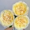 Souffle Rose丨Flower Gardens
