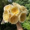 Souffle Rose丨Flower Gardens