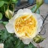 Souffle Rose for sale丨Flower Gardens
