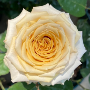 Spoiler Rose丨Flower Gardens