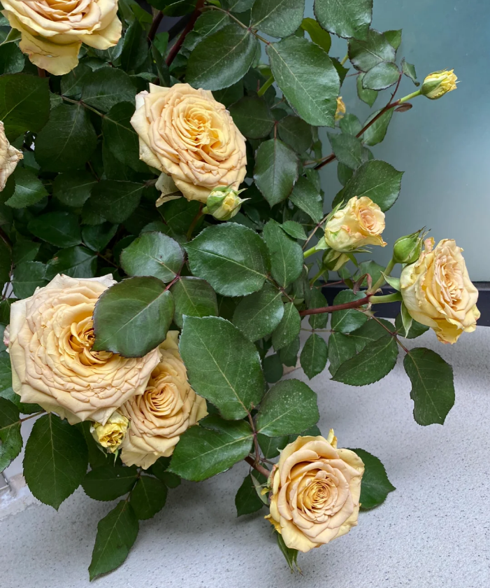 Spoiler Rose for sale丨Flower Gardens