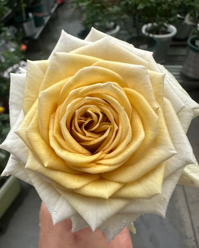 Spoiler Rose丨Flower Gardens