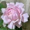 Strawberry Swing Rose 丨Flower Gardens