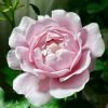 Strawberry Swing Rose 丨Flower Gardens