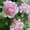 Strawberry Swing Rose plant丨Flower Gardens