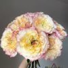Stylist Rose for sale丨Flower Gardens